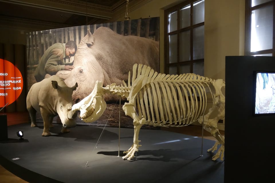 La exposición 'Milagros de la evolución' en el Museo Nacional | Foto: Zoé Samin, Radio Prague International La exposición 'Milagros de la evolución' en el Museo Nacional | Foto: Zoé Samin, Radio Prague International