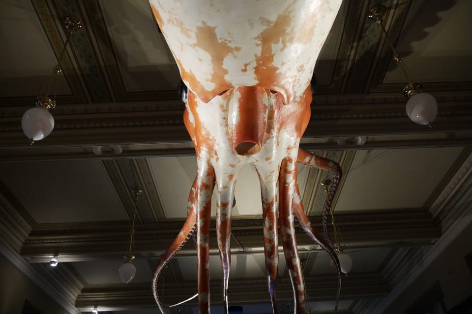 La exposición 'Milagros de la evolución' en el Museo Nacional | Foto: Zoé Samin, Radio Prague International La exposición 'Milagros de la evolución' en el Museo Nacional | Foto: Zoé Samin, Radio Prague International