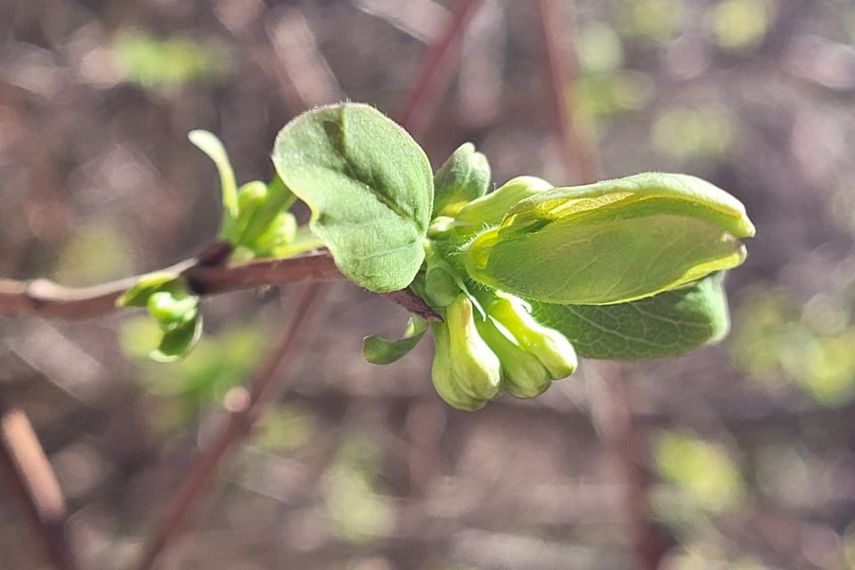 Lonicera caerulea var. kamtschatica | Foto: Hana Slavická,  Radio Prague International