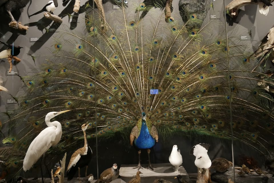 La exposición 'Milagros de la evolución' en el Museo Nacional | Foto: Zoé Samin, Radio Prague International La exposición 'Milagros de la evolución' en el Museo Nacional | Foto: Zoé Samin, Radio Prague International