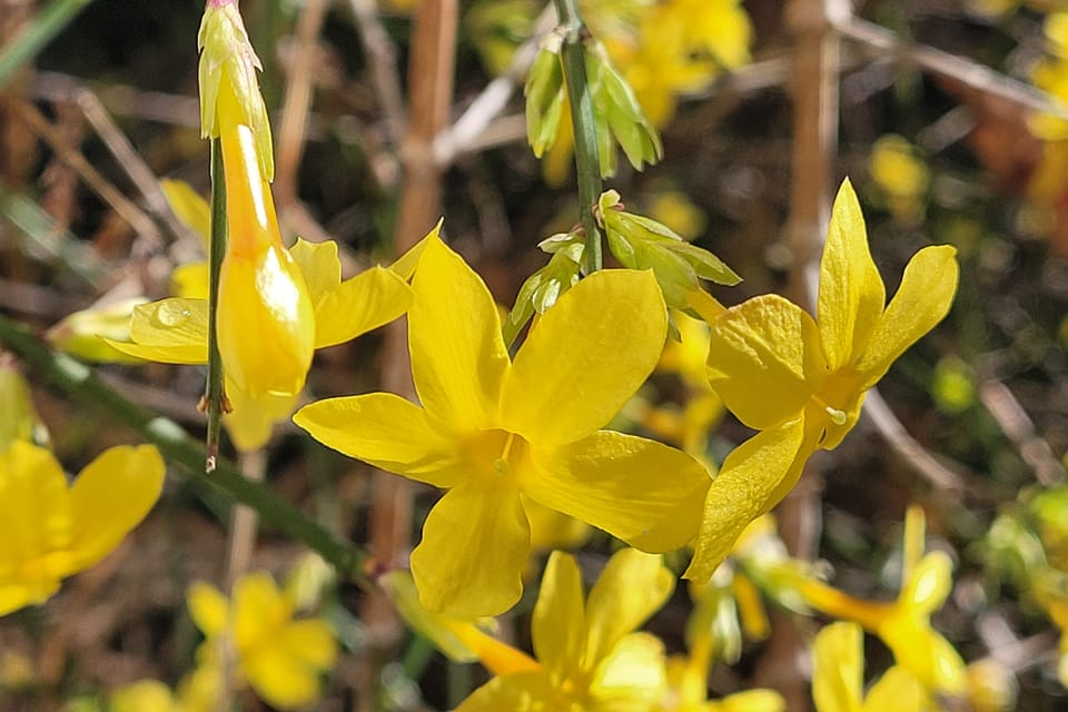Jasminum nudiflorum | Foto: Hana Slavická, Radio Prague International Jasminum nudiflorum | Foto: Hana Slavická, Radio Prague International