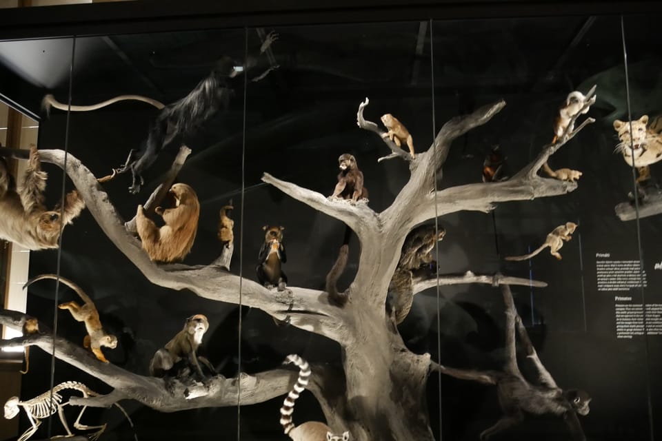 La exposición 'Milagros de la evolución' en el Museo Nacional | Foto: Zoé Samin, Radio Prague International La exposición 'Milagros de la evolución' en el Museo Nacional | Foto: Zoé Samin, Radio Prague International