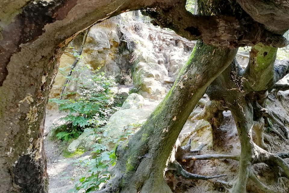 El parque Hvězda, foto: Štěpánka Budková El parque Hvězda, foto: Štěpánka Budková