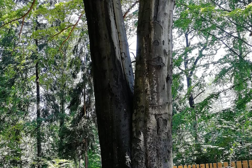 El parque Hvězda, foto: Štěpánka Budková El parque Hvězda, foto: Štěpánka Budková