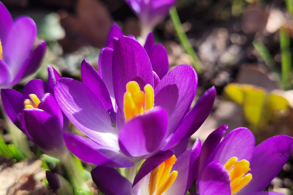 Azafrán silvestre  (Crocus) | Foto: Hana Slavická,  Radio Prague International