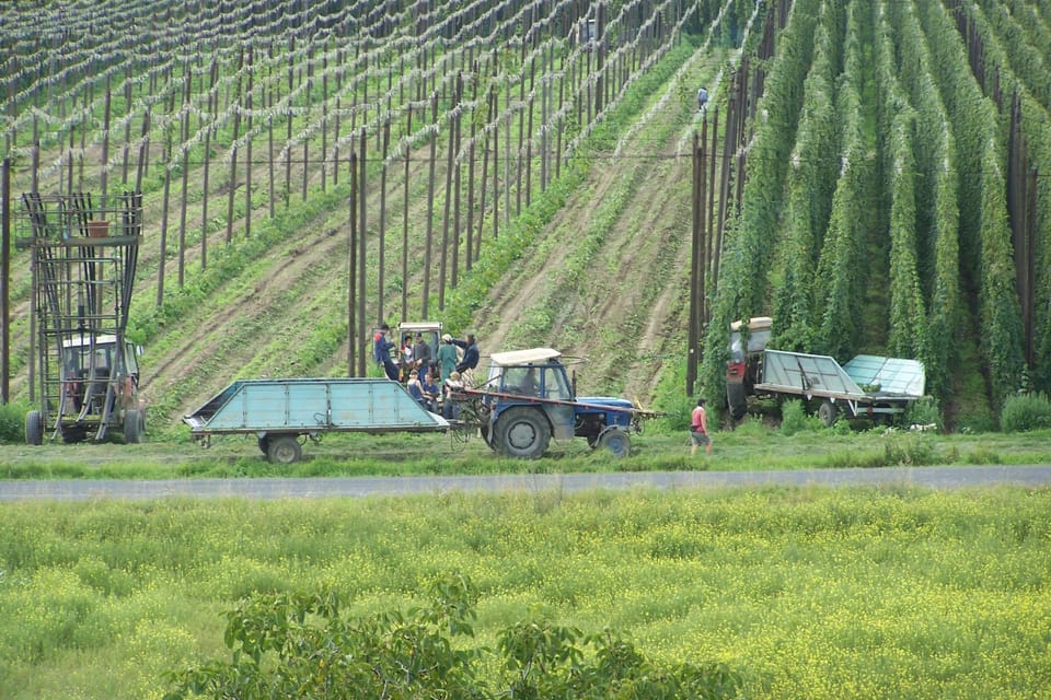 Lúpulo de Žatec | Foto: David Hertl, Český rozhlas Lúpulo de Žatec | Foto: David Hertl, Český rozhlas