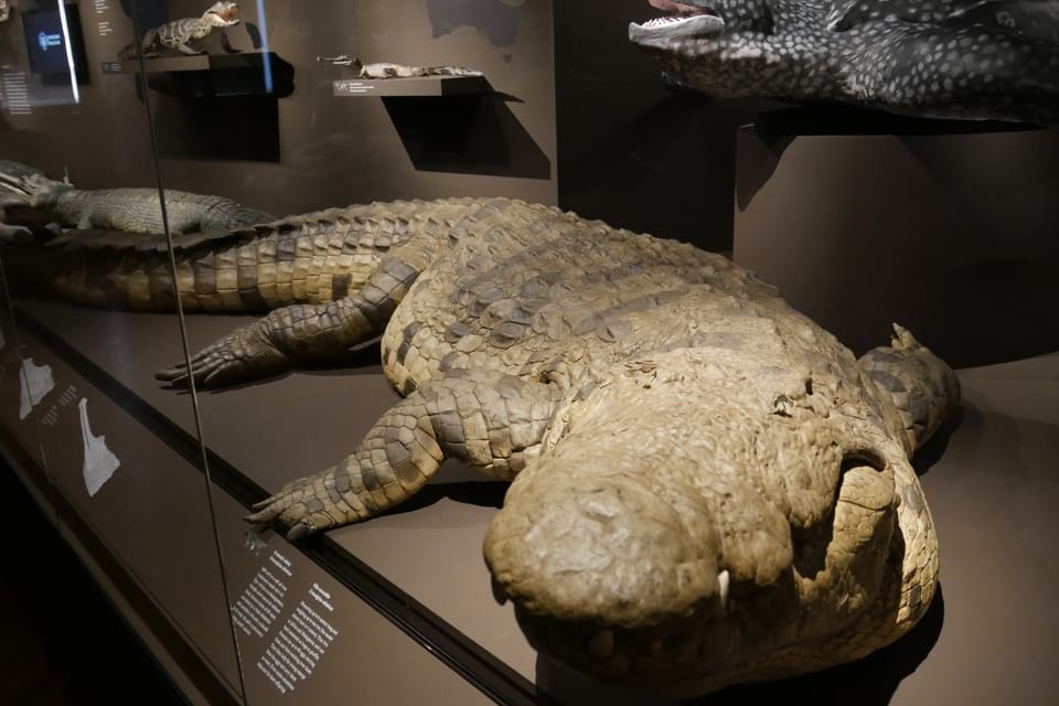 La exposición 'Milagros de la evolución' en el Museo Nacional | Foto: Zoé Samin,  Radio Prague International