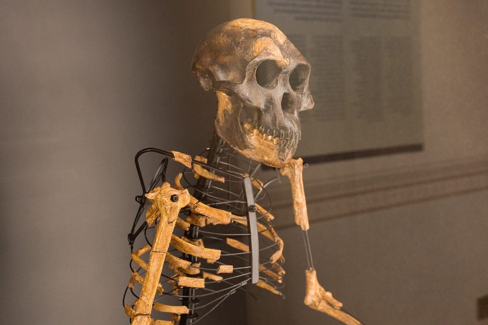 Modelo creado a partir de los restos óseos encontrados de Lucy | Foto: Barbora Navrátilová,  Radio Prague International