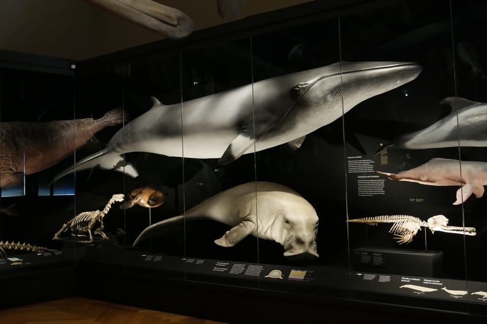 La exposición 'Milagros de la evolución' en el Museo Nacional | Foto: Zoé Samin, Radio Prague International La exposición 'Milagros de la evolución' en el Museo Nacional | Foto: Zoé Samin, Radio Prague International