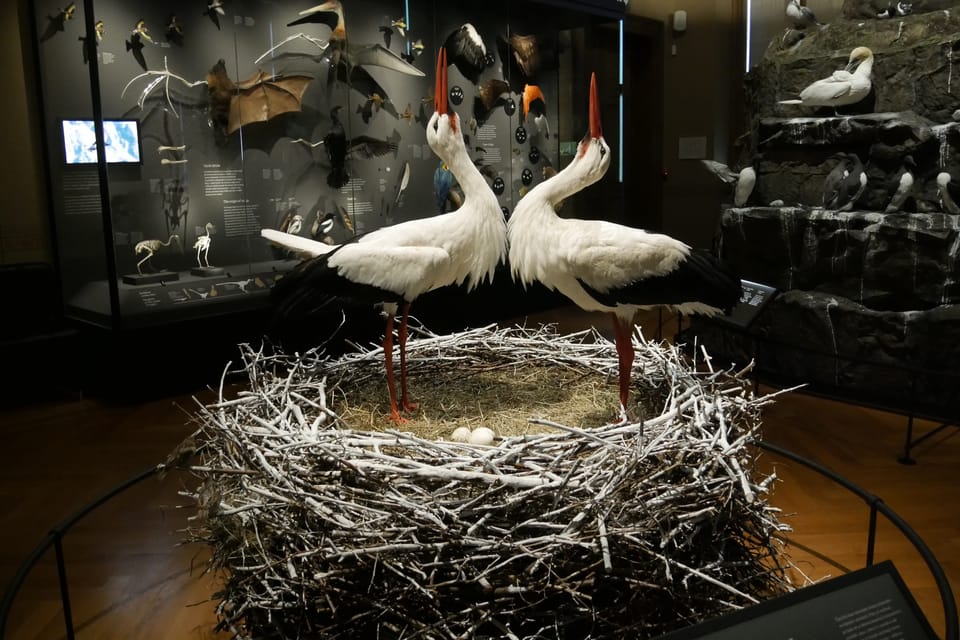 La exposición 'Milagros de la evolución' en el Museo Nacional | Foto: Zoé Samin, Radio Prague International La exposición 'Milagros de la evolución' en el Museo Nacional | Foto: Zoé Samin, Radio Prague International