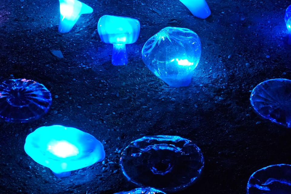 Exposición «Jardín de Cristal» en el Jardín Botánico de Praga | Foto: Štěpánka Budková, Radio Prague International Exposición «Jardín de Cristal» en el Jardín Botánico de Praga | Foto: Štěpánka Budková, Radio Prague International