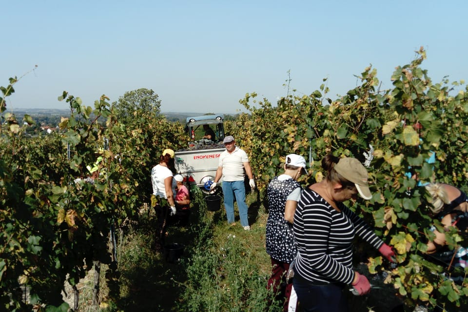 Viñedo Klamovka en Mělník | Foto: Alexis Rosenzweig,  Radio Prague International