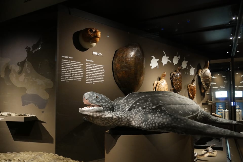 La exposición 'Milagros de la evolución' en el Museo Nacional | Foto: Zoé Samin, Radio Prague International La exposición 'Milagros de la evolución' en el Museo Nacional | Foto: Zoé Samin, Radio Prague International