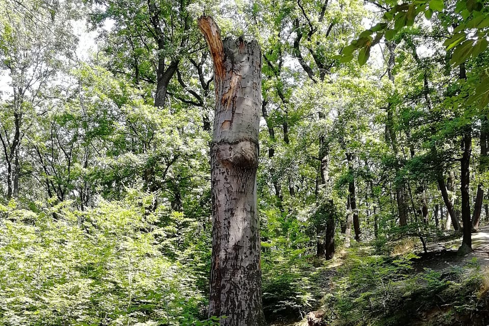 El parque Hvězda,  foto: Štěpánka Budková