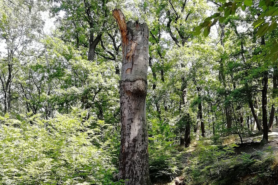 El parque Hvězda, foto: Štěpánka Budková El parque Hvězda, foto: Štěpánka Budková