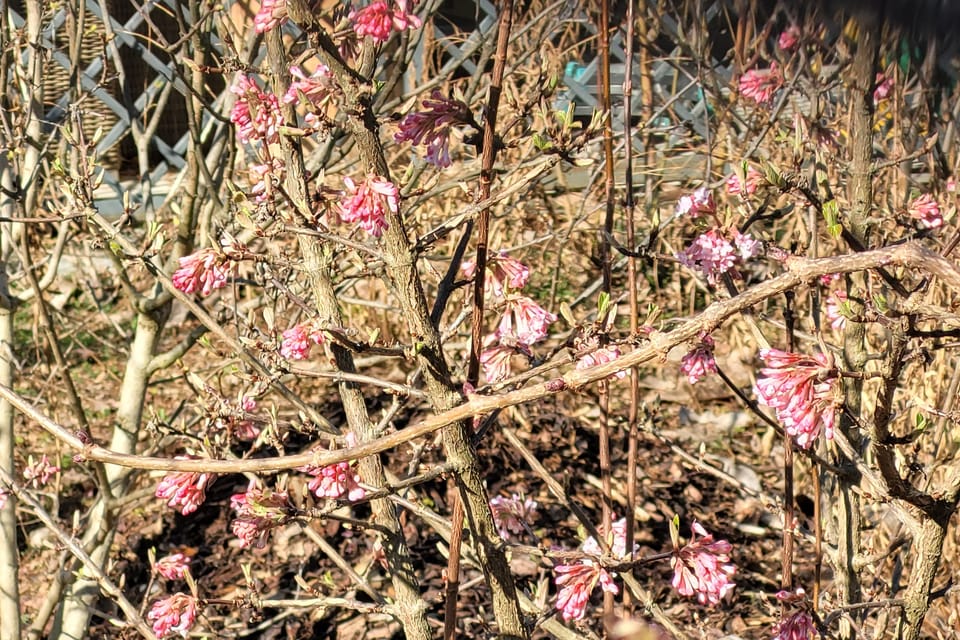 Viburnum × bodnantense | Foto: Hana Slavická,  Radio Prague International