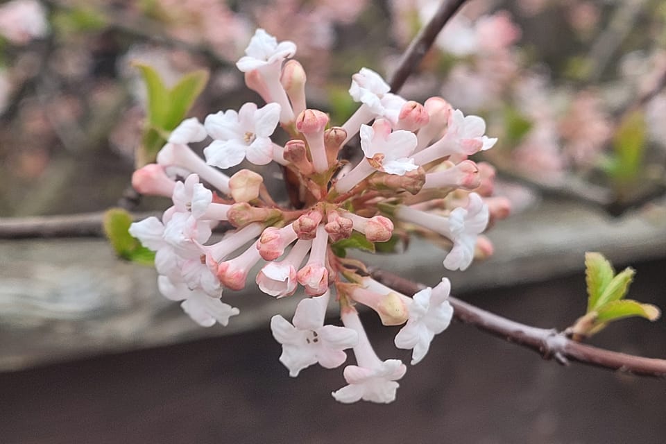 Viburnum × bodnantense | Foto: Hana Slavická,  Radio Prague International