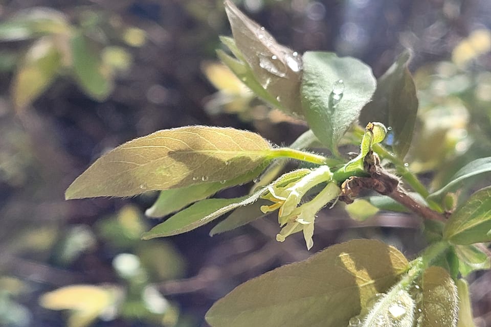 Lonicera caerulea var. kamtschatica | Foto: Hana Slavická, Radio Prague International Lonicera caerulea var. kamtschatica | Foto: Hana Slavická, Radio Prague International