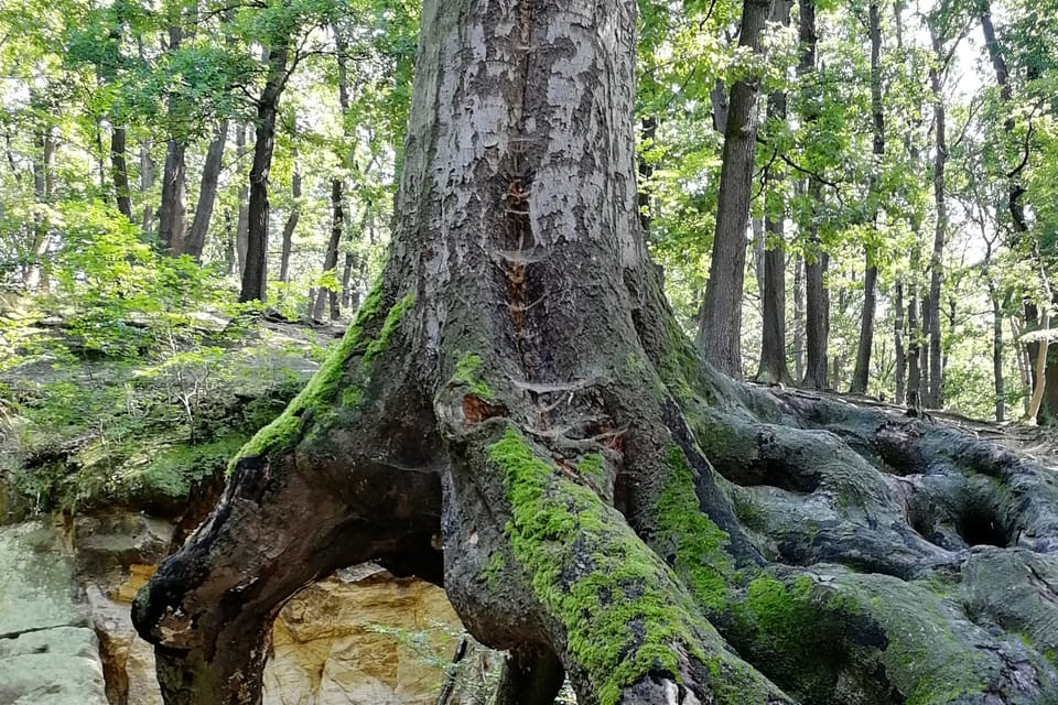 El parque Hvězda, foto: Štěpánka Budková El parque Hvězda, foto: Štěpánka Budková