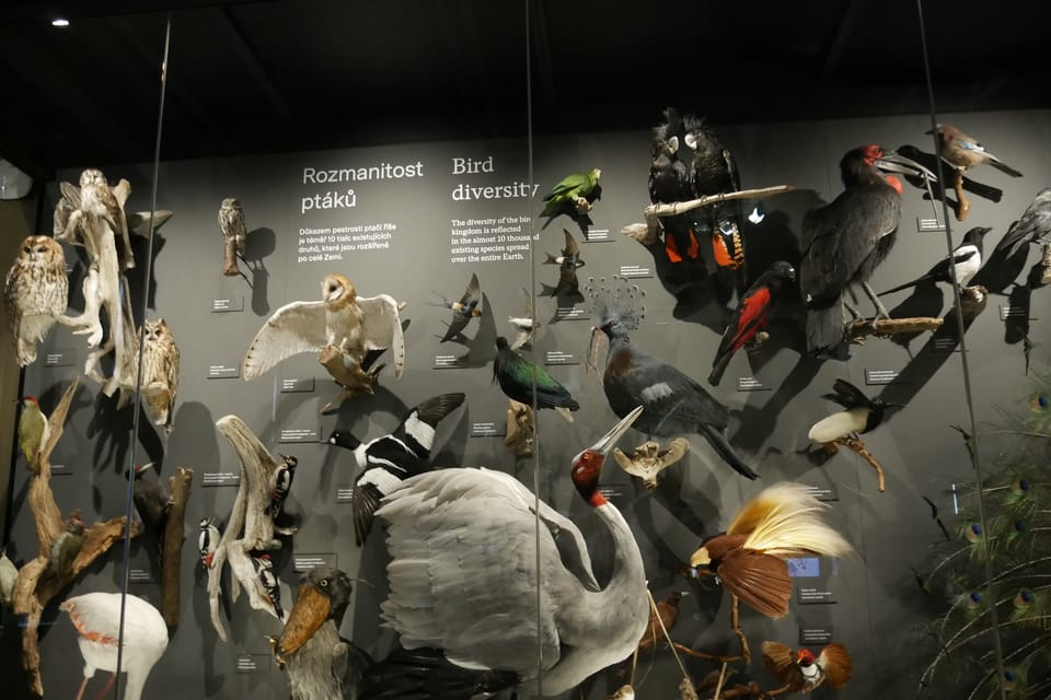 La exposición 'Milagros de la evolución' en el Museo Nacional | Foto: Zoé Samin, Radio Prague International La exposición 'Milagros de la evolución' en el Museo Nacional | Foto: Zoé Samin, Radio Prague International