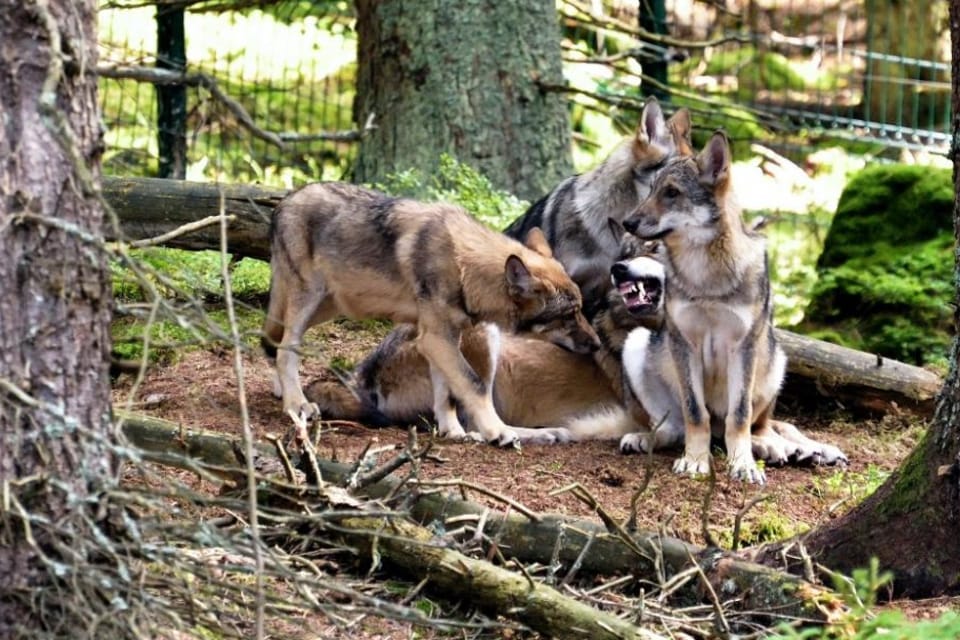 Los lobos en Srní, Šumava | Foto: Jiří Čondl, , Český rozhlas Los lobos en Srní, Šumava | Foto: Jiří Čondl, , Český rozhlas