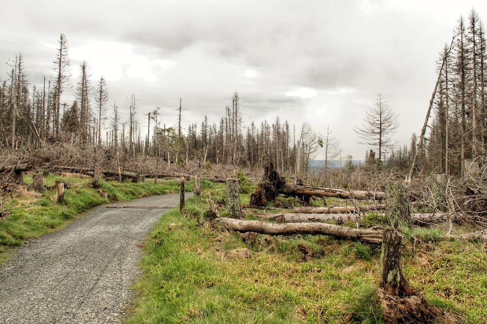 Modrava en Šumava | Foto: Jan Rosenauer, Český rozhlas Modrava en Šumava | Foto: Jan Rosenauer, Český rozhlas