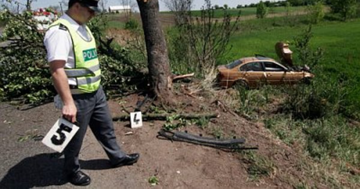 Proponen tala masiva de árboles cercanos a las carreteras | Radio Prague  International